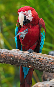 Scarlet Macaw perched on brown wood in closeup photo thumbnail