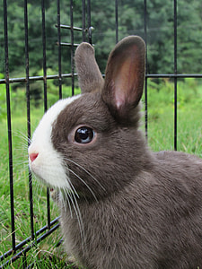 shallow focus photography of gray rabbit inside cage thumbnail