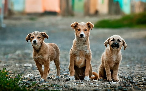three short-coated brown puppies on street during daytime thumbnail