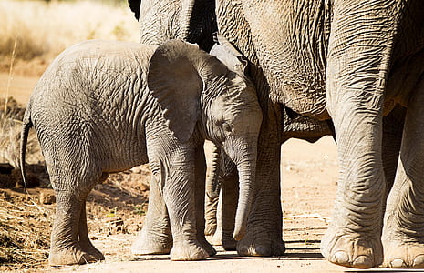 elephant cab thumbnail