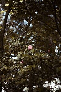 pink camellia flower in bloom at daytime thumbnail