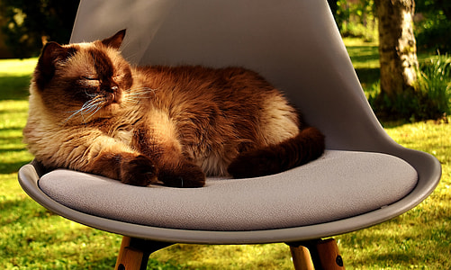 brown cat on brown fabric chair thumbnail