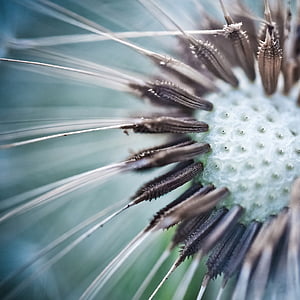 closeup photography of dandelion flower ] thumbnail
