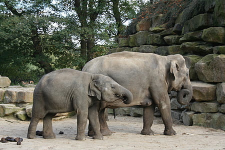 two gray elephants beside trees thumbnail