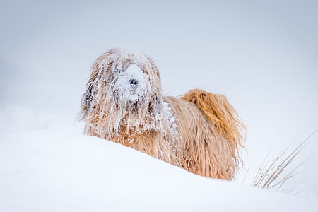 adult brown and black Tibetan terrier walking snow field during daytime thumbnail