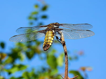 close-up photo dragonfly at daytime thumbnail