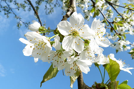 white cherry blossoms in bloom at daytime thumbnail