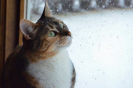 brown tabby cat thumbnail