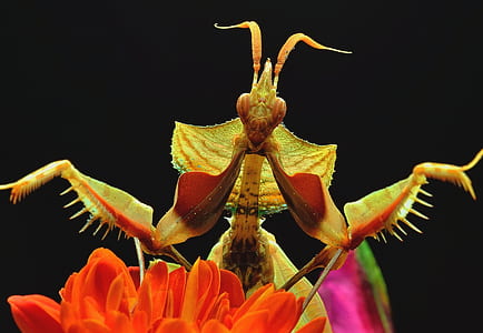 insect, macro, close-up, praying mantis thumbnail