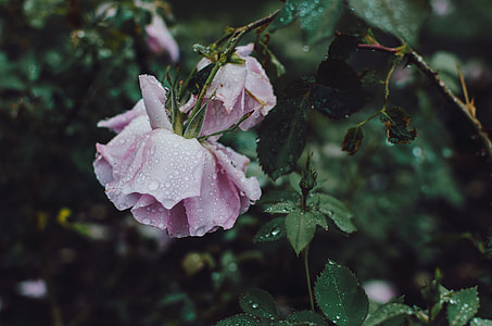 macro shot photography of water dews on pink flower during daytime thumbnail