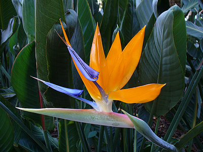 macro photography of yellow and blue flower thumbnail