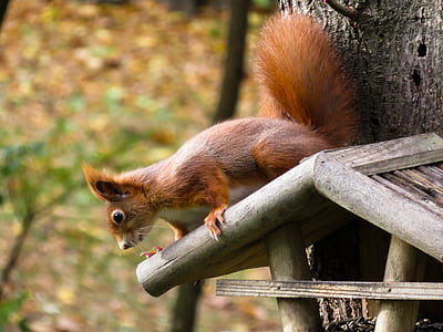 brown squirrel tilt shift lens photography thumbnail