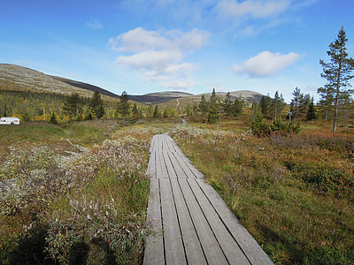 brown wooden path between trees thumbnail