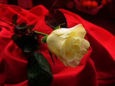 rose, yellow, blossom, bloom, flower, velvet thumbnail