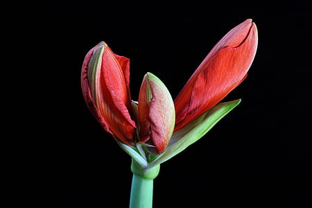 close up photo of red flower thumbnail