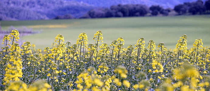 yellow petaled flowers thumbnail