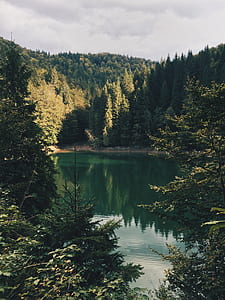 body of water surrounded by trees thumbnail