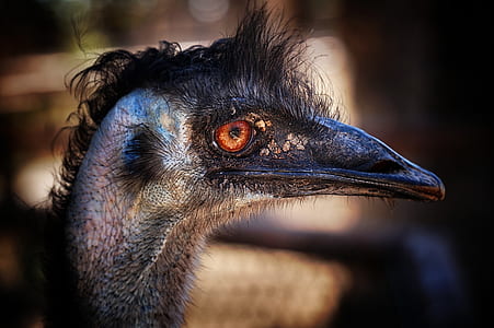 close-up photo of black bird with long beak thumbnail