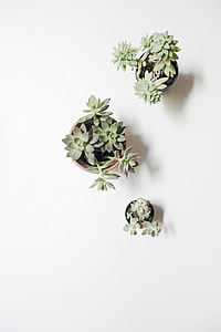 three green succulents in pots on white surface thumbnail