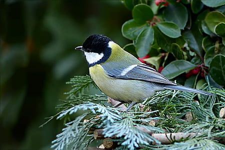 brown, black, and white bird perched on green leaf plant selective focus photography thumbnail