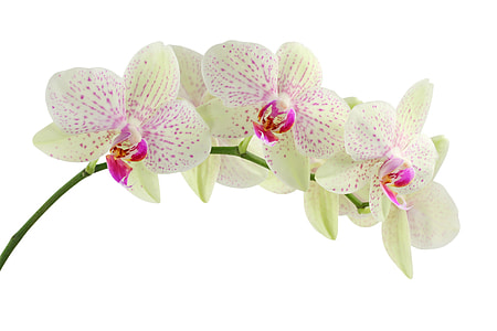 green moth orchid in closeup photography thumbnail