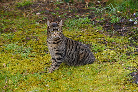 gray tabby kitten sitting on green grass thumbnail