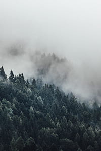 green trees covered with fogs at daytime thumbnail