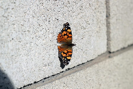 Monarch Butterfly thumbnail