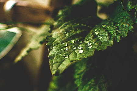 close-up photography of water drops on green leaf thumbnail