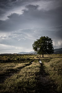 Lone Tree on Grass Field Under Cloudy Sky thumbnail