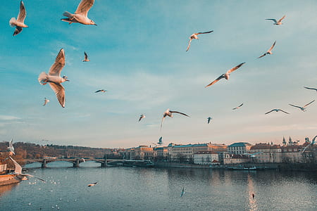 birds flying over river of town thumbnail