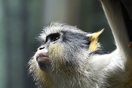 selective focus photography of white and black monkey thumbnail