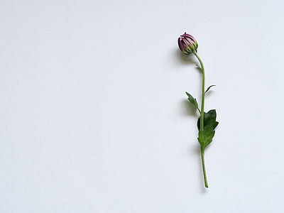 red rose on white surface thumbnail