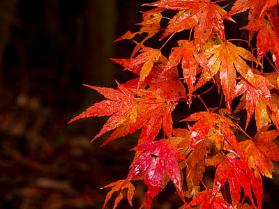 selective focus photography of orange maple leaves thumbnail