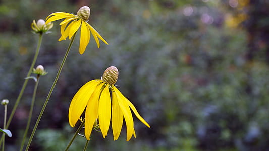 Pair of Prairie Coneflowers thumbnail