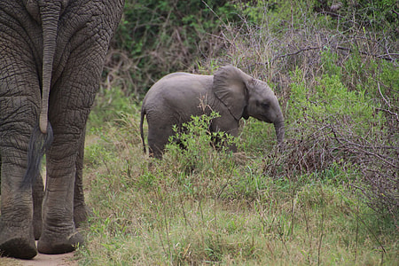 Elephant, African Bush Elephant thumbnail