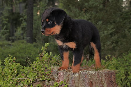 short-coated black and tan puppy near green leaf trees thumbnail