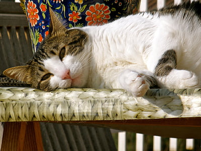 white and brown cat lying on floral surface thumbnail