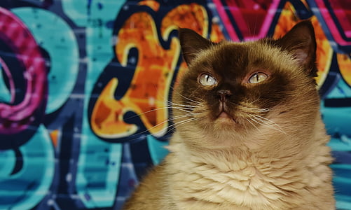 siamese cat thumbnail