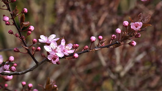 photo of cherry blossoms thumbnail