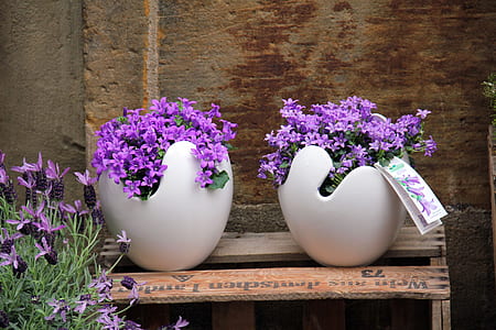 purple petaled flowers thumbnail