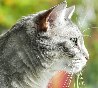 side view of cat thumbnail