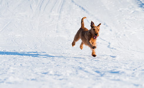 wirehaired tan dog running across the snow field thumbnail