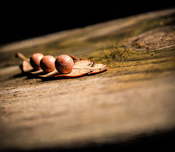 shallow focus photo of three round brown fruits thumbnail