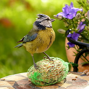 closeup photography of black and yellow bird near purple flower thumbnail
