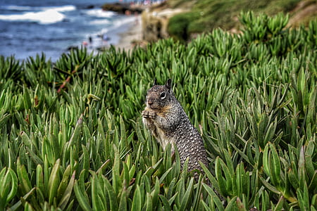 nature, animal, blur, leaves thumbnail