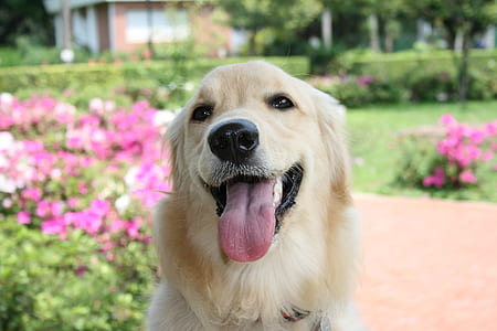 selective focus photography of adult light golden retriever thumbnail