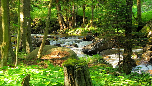 forest thumbnail