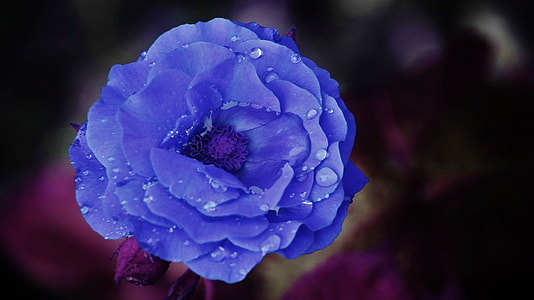 macro photography of purple petal flower with dew thumbnail