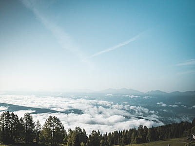 Photography of Green Forest thumbnail